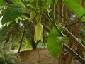 Netted Custard Apple